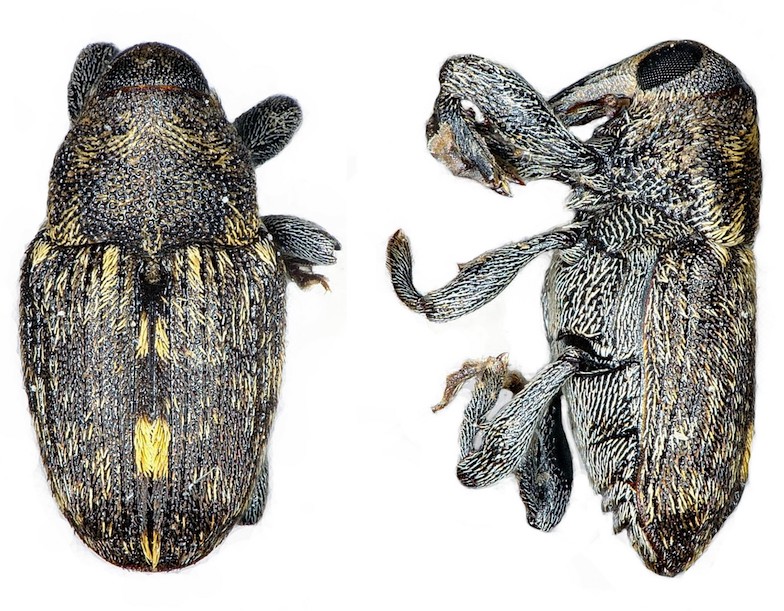 Tribe Menemachini :: Gallery-of-weevil-images